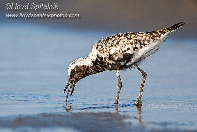 Black-bellied Plover