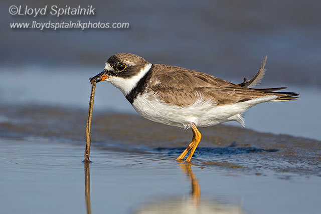Semipalmated Plover