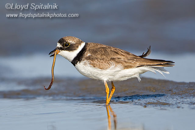 Semipalmated Plover