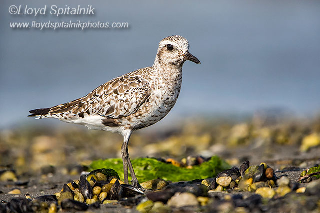 Black-bellied Plover