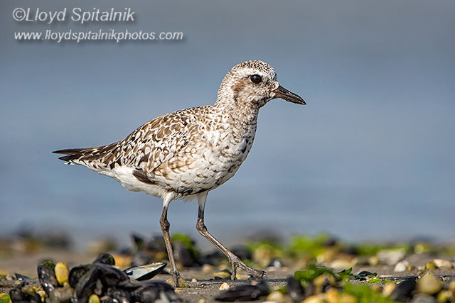 Black-bellied Plover