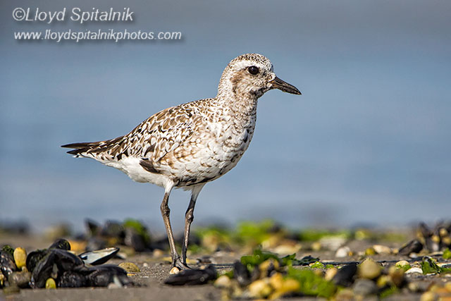 Black-bellied Plover