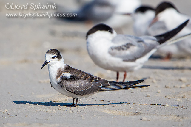 Black Tern