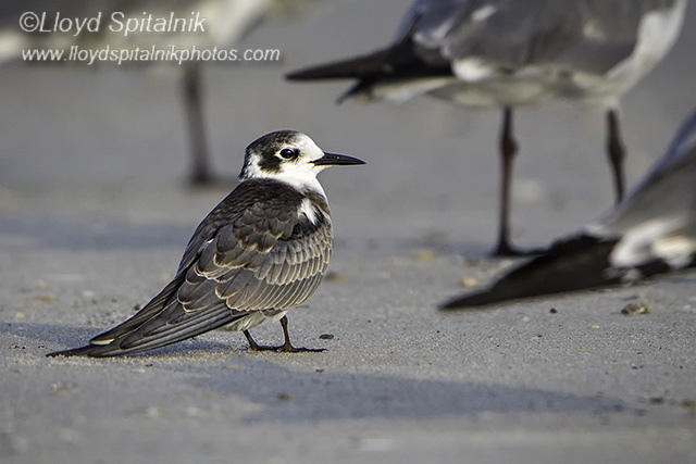 Black Tern