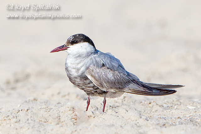 Whiskered Tern