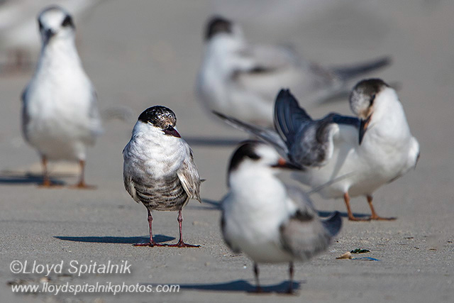 Whiskered Tern
