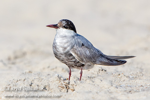 Whiskered Tern