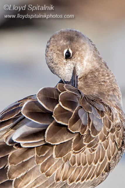 Laughing Gull (juvenile)