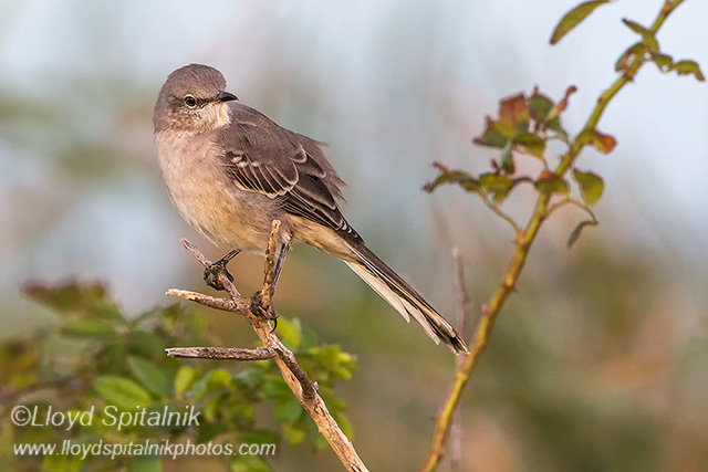 Northern Mockingbird