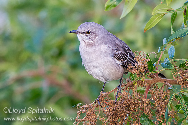 Northern Mockingbird
