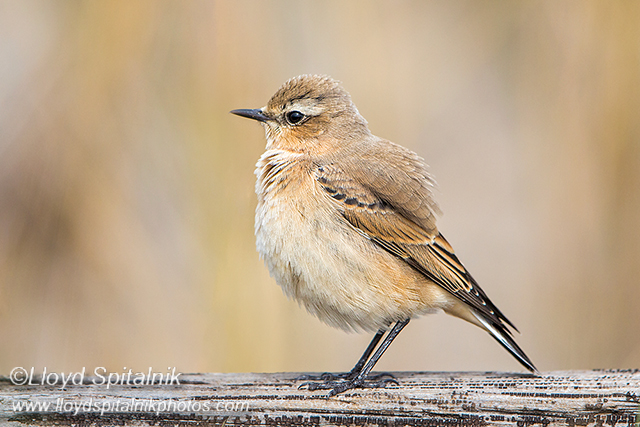 Northern Wheatear