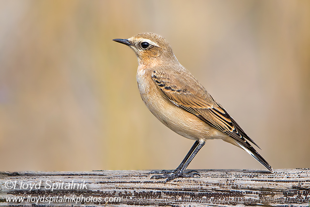 Northern Wheatear