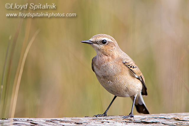 Northern Wheatear