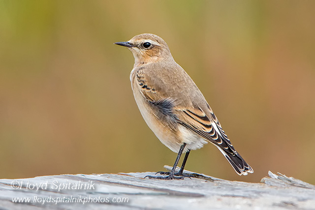 Northern Wheatear