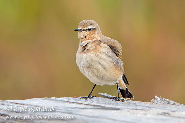 Northern Wheatear