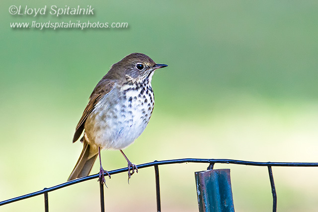 Hermit Thrush