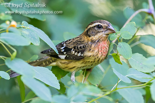Rose-breasted Grosbeak (1st fall male)