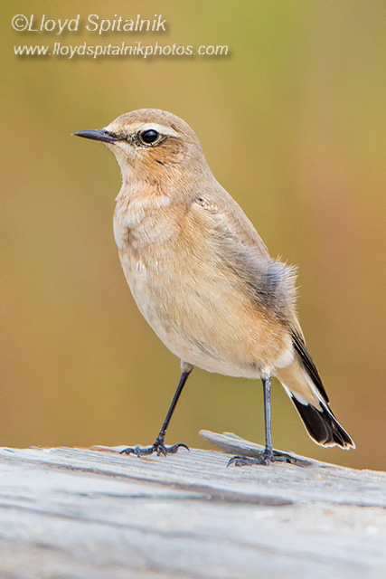 Northern Wheatear