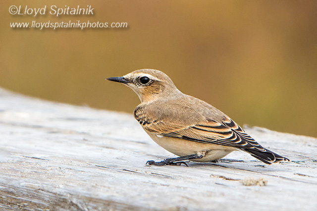 Northern Wheatear