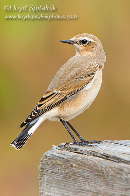Northern Wheatear