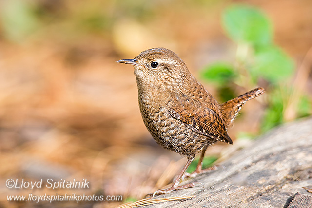 Winter Wren