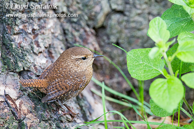 Winter Wren