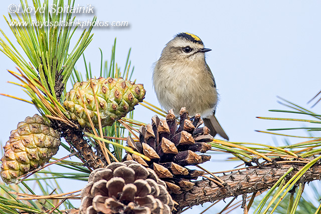 Golden-crowned Kinglet