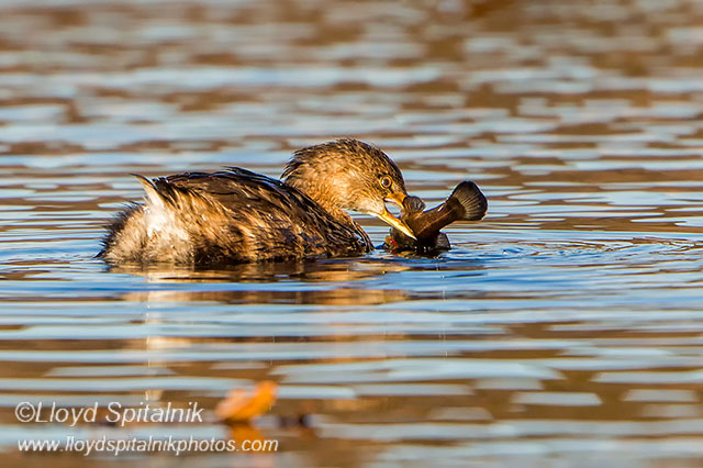 Pied-billed Grebe