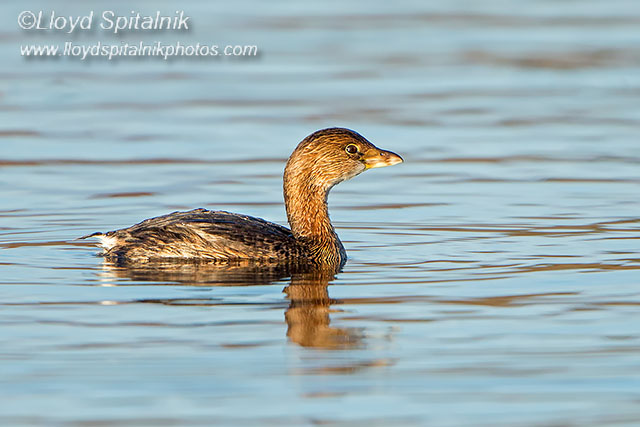 Pied-billed Grebe