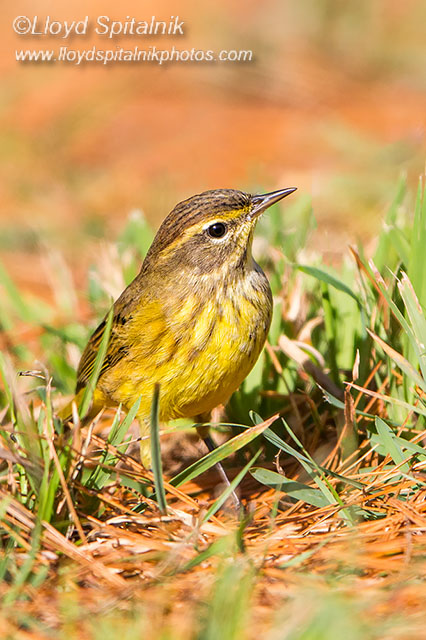 Palm Warbler