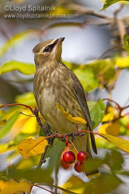 Cedar Waxwing