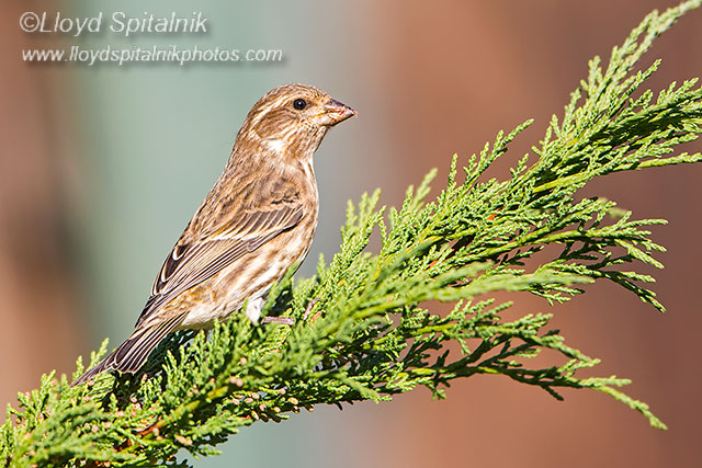 Purple Finch