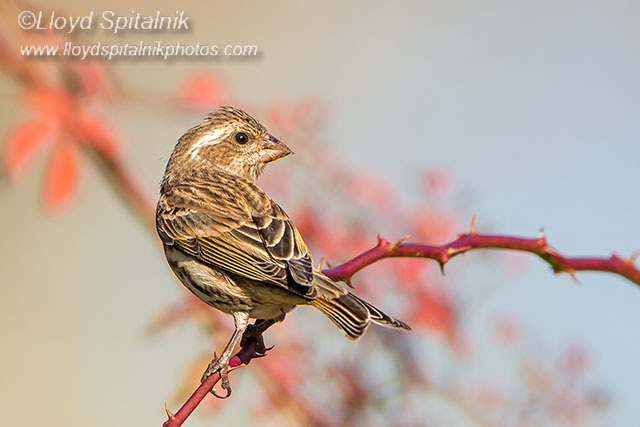 Purple Finch