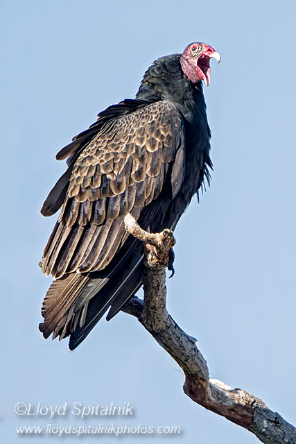 Turkey Vulture