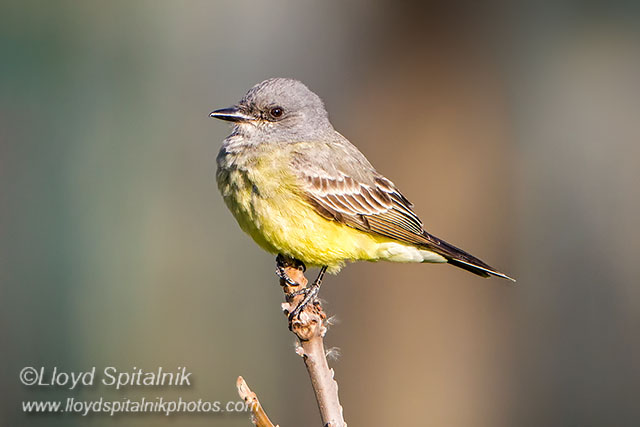 Cassins Kingbird