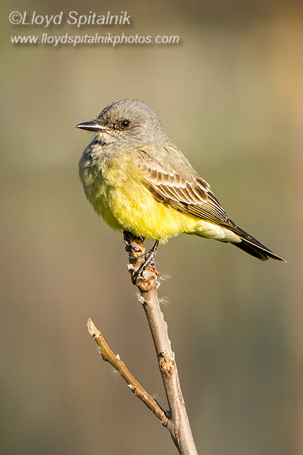 Cassins Kingbird