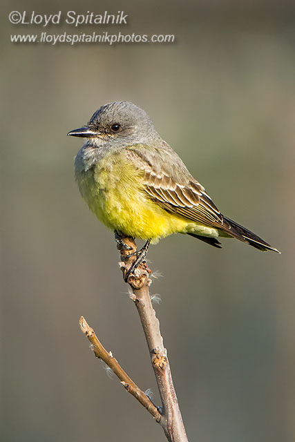 Cassins Kingbird
