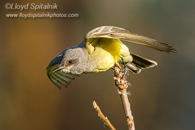 Cassins Kingbird