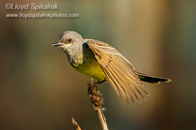 Cassins Kingbird
