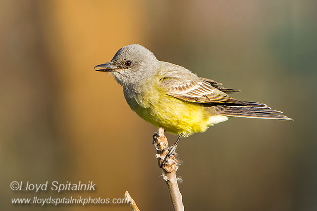 Cassins Kingbird