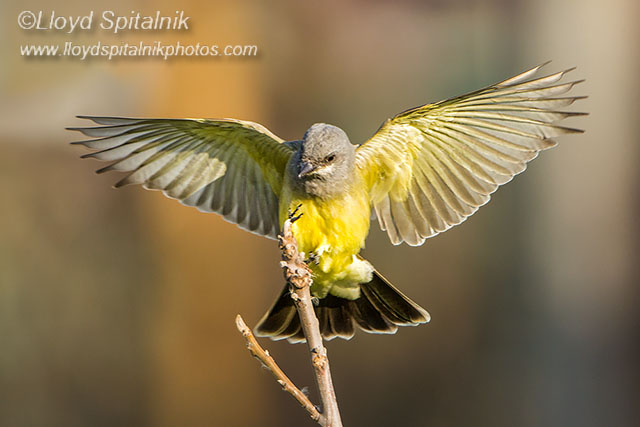 Cassins Kingbird