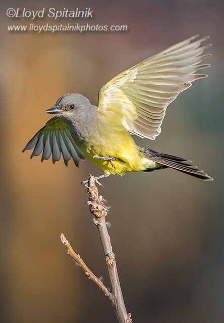 Cassins Kingbird