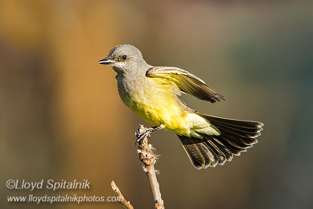 Cassins Kingbird