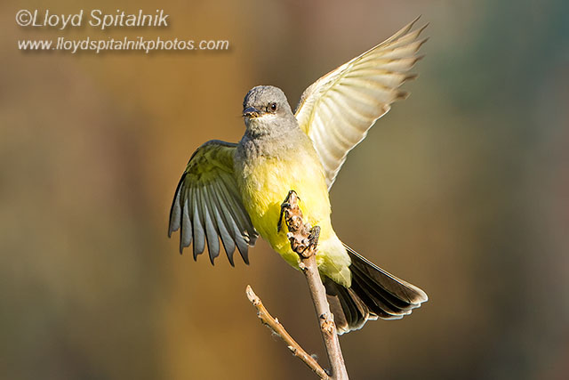 Cassins Kingbird