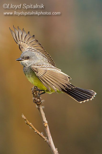 Cassins Kingbird