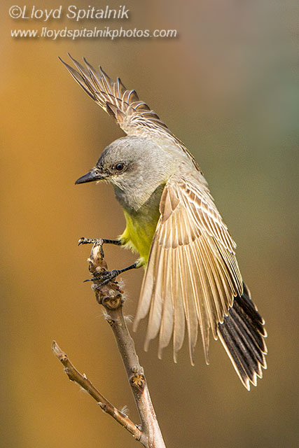 Cassins Kingbird