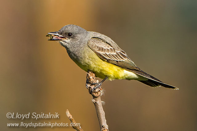Cassins Kingbird
