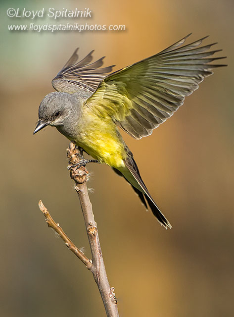 Cassins Kingbird