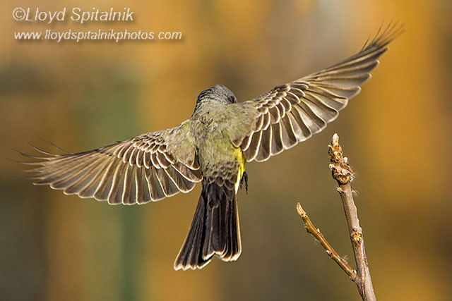 Cassins Kingbird