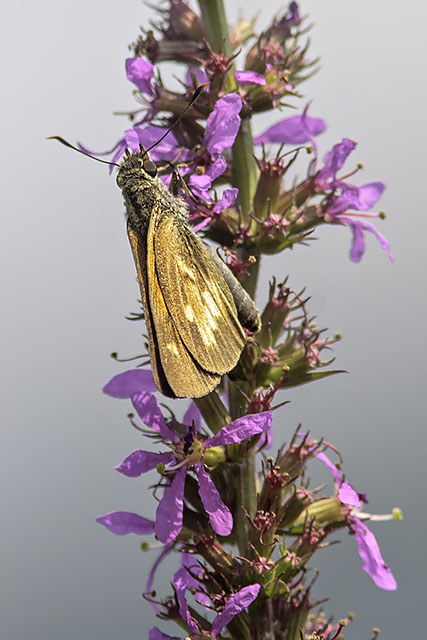 Broad-winged Skipper